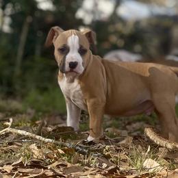 Horse - Fawn male American Staffordshire Terrier puppy in Monroe, Georgia from Irresistibull Staffords