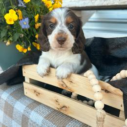 Sugar - Piebald female Dachshund puppy in Benson, Arizona from Six Shooter Minis
