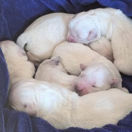 Penny - Light golden female Golden Retriever puppy in Walnut Grove, Missouri from Forever Your Puppies