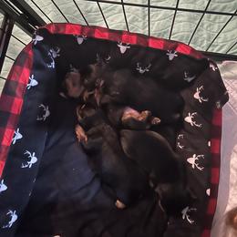 Australian Shepherd and Yorkshire Terrier Puppies from Lovey-dovey Aussies & Yorkies
