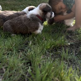Pembroke Welsh Corgi Puppies from Ok hear me out. Corgis