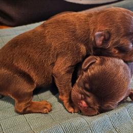 Choc 2 - Brown male Brussels Griffon puppy in Huntsville, Alabama from Tammy's Brussels