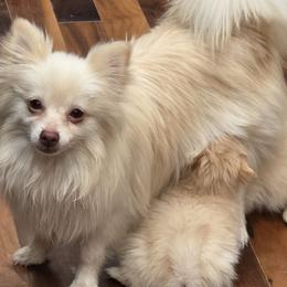 Tuna - Pomeranian