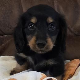 Champion lines Blk Tan Boy - Black and tan male Dachshund puppy in Newalla, Oklahoma from Roughstock Border Collies and Dachshunds