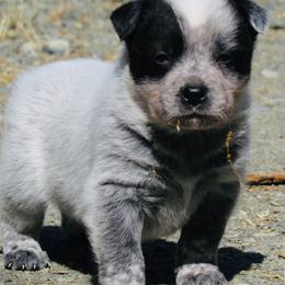 Ace - Blue male Australian Cattle Dog puppy in Redding, California from Macushla Kennel