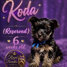 Koda - Black and tan male Yorkshire Terrier puppy in Atlanta, Georgia from Royal Beauties Yorkies of Atlanta