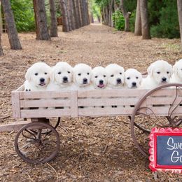German Shepherd and Golden Retriever Puppies from Sweetheart Therapy Dogs LLC
