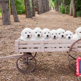 German Shepherd and Golden Retriever Puppies from Sweetheart Therapy Dogs LLC