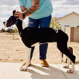 Zera - Mantle female Great Dane puppy in San Tan Valley, Arizona from Dane Dreamin’