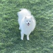 Benny - American Eskimo Dog