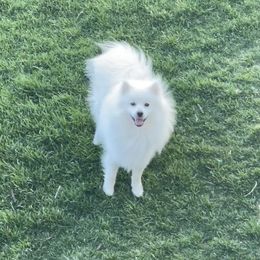 Benny - American Eskimo Dog