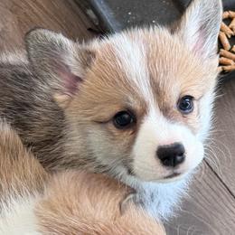 Girl 2 - White and red female Pembroke Welsh Corgi puppy in Tehachapi, California from Trotter Hill Farms