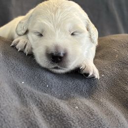 Orange girl - Light golden female Golden Retriever puppy in Howell Township, New Jersey from Hunny Pot Goldens