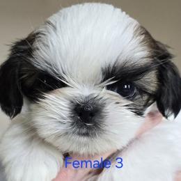Girl 2 - Gold and white female Shih Tzu puppy in Dallas, Georgia from Dee-Jay's Shihtzu