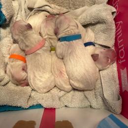 Girl 1 - Light golden female Golden Retriever puppy in Orland, California from Brownfield’s English Cream Golden Retrievers