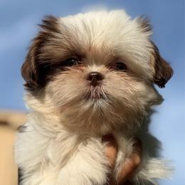 Archie - Brindle and white male Shih Tzu puppy in Chattanooga, Tennessee from Joy-Fur Puppies