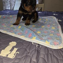 Rottweiler Puppies from Rottbies