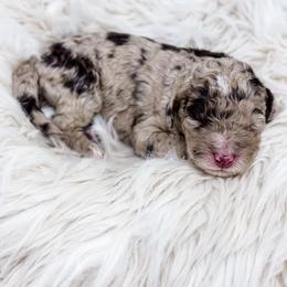 Brown Merle one - Merle female Labradoodle puppy in Davison, Michigan from Dreaming Doodles