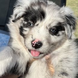 Australian Shepherd and Border Collie Puppies from Smothermon Livestock