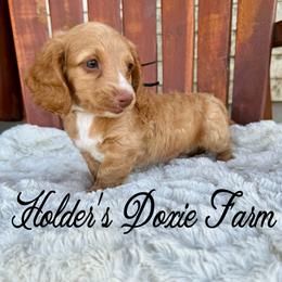 Doc - Red male Dachshund puppy in Atwood, Oklahoma from Holder’s Doxie Farm