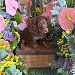 Sis - Chocolate and tan female Dachshund puppy in Wills Point, Texas from Duck Creek Farm
