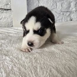Loki - Black and white male Siberian Husky puppy in Wheeling, West Virginia from Wild and Wonderful Siberian Huskies