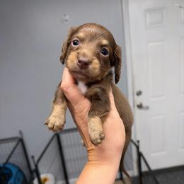 Twix - Chocolate male Dachshund puppy in Fredericksburg, Indiana from Blue River Mini Dachshunds