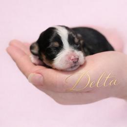 Girl 1 - female Havanese puppy in Kinston, North Carolina from Colhaven Havanese