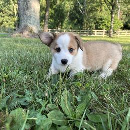 Ducky - male Pembroke Welsh Corgi puppy in Hillsboro, Missouri from Crawford Ranch Canines
