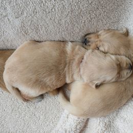Golden Retriever Puppies from Graciegold Retrievers