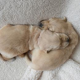 Golden Retriever Puppies from Graciegold Retrievers