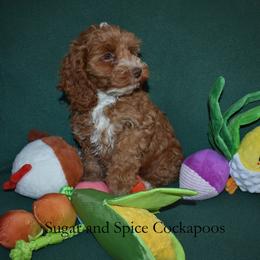 Marigold - Red female Cockapoo puppy in Hopkins, South Carolina from Sugar and Spice Cockapoos