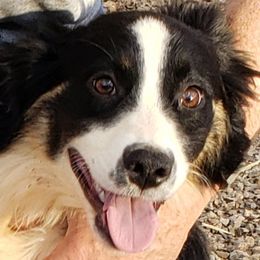 Biscuit - Australian Shepherd