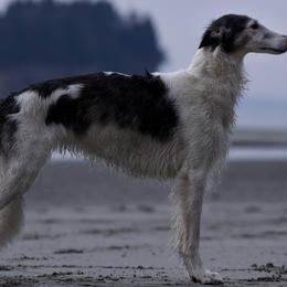 Silken Windhounds from Alloy Sighthounds