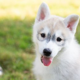 Siberian Husky Puppies from Zobela Siberians