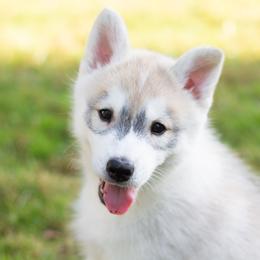 Siberian Husky Puppies from Zobela Siberians