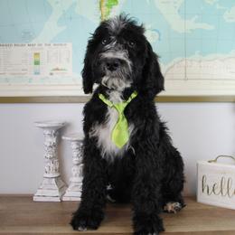Boy 4 - Black and white Bernedoodle puppy in Riverdale, Utah from La Di Da Doodles