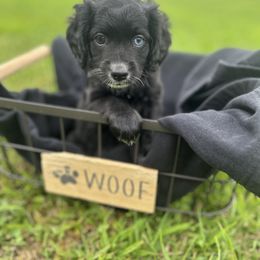 Aussiedoodle Puppies from Casee Wisniewski