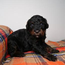 Ranger - Phantom male Bernedoodle puppy in Bowling Green, Ohio from Windy Creek Doodles