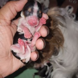 Boy 2 - Parti male Yorkshire Terrier puppy in Newport News, Virginia from Ty-Shea Designs Yorkies and More LLC