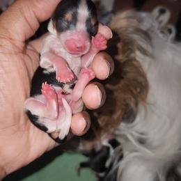 Boy 2 - Parti male Yorkshire Terrier puppy in Newport News, Virginia from Ty-Shea Designs Yorkies and More LLC