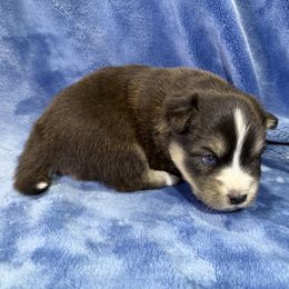 Scone - Tri-color male Pomsky puppy in Hudson, New Hampshire from Granite State Pomskies