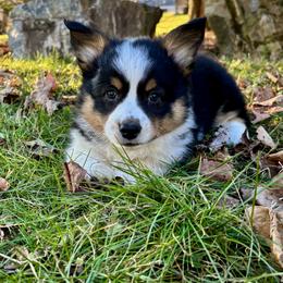 Pembroke Welsh Corgi Puppies from Trowbridge Corgis