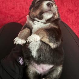 Onyx - Black tri female Miniature Australian Shepherd puppy in Weatherford, Texas from F & T Aussies