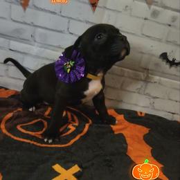 American Bully and Boston Terrier Puppies from Greenberg's Boston Terriers & Bullies of Metro Detroit