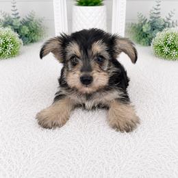 Micheal - Black & tan tri-color male Morkie puppy in Tampa Bay, Florida from Woodpecker Ridge Pups