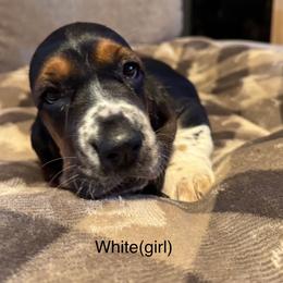 White - Black brown and white male Basset Hound puppy in Poland, Indiana from Bolderosa Bassets