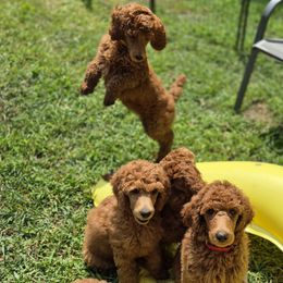 Poodle puppies from Bayview Poodles