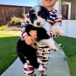 Cindy Lou - Black and white female Bernedoodle puppy in Yuba City, California from Ranch House Doodles