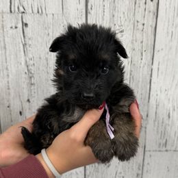 Trixie light purple - Black and red female German Shepherd puppy in Herrick, South Dakota from Dakota Shepherds Kennels